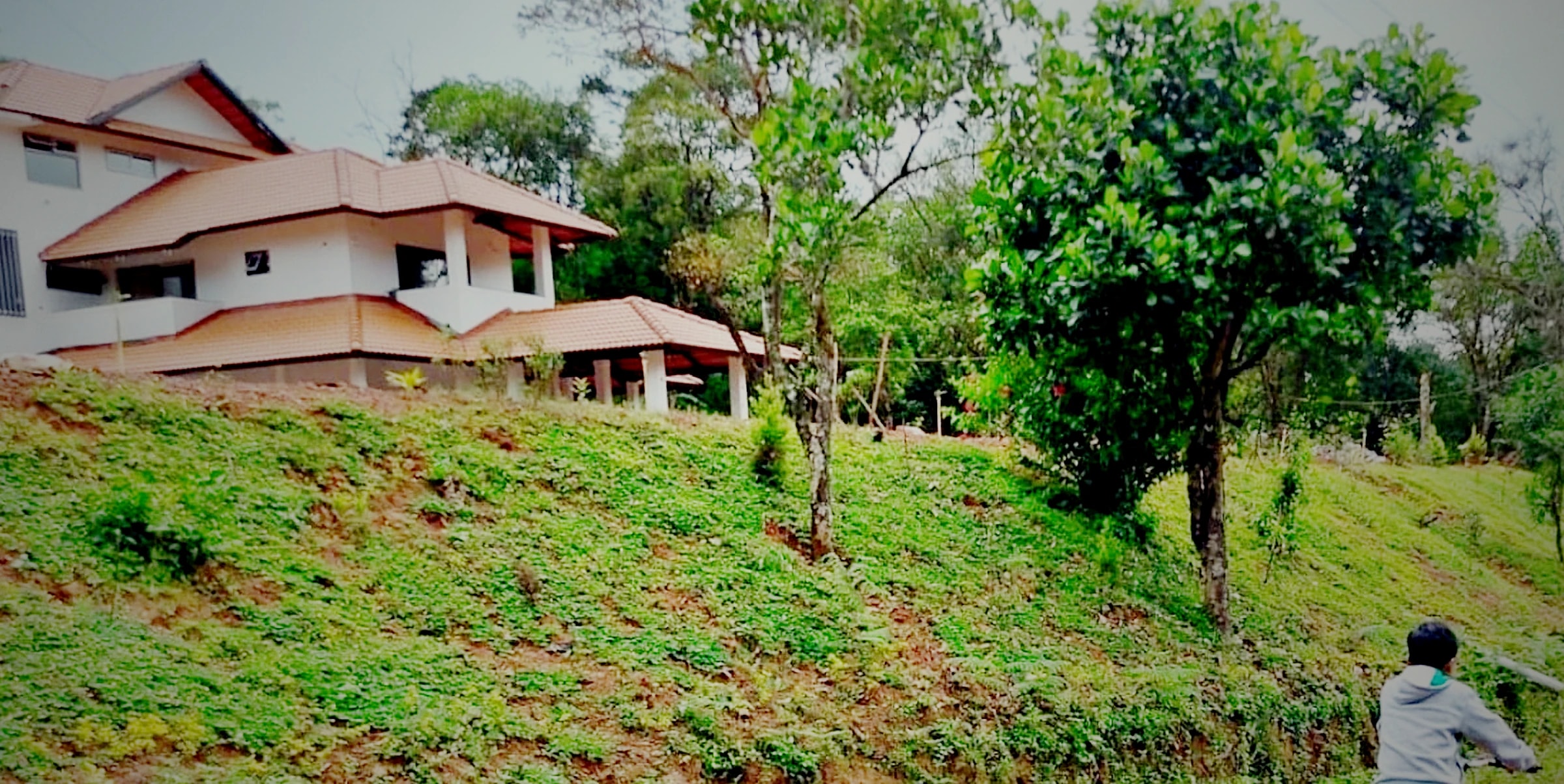 The homestay seen from the road below, standing above a green slope of coffee and pepper