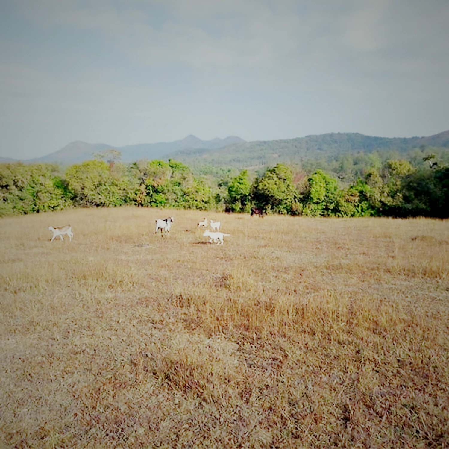 Grassland walks at The Green Stay, Sakleshpur