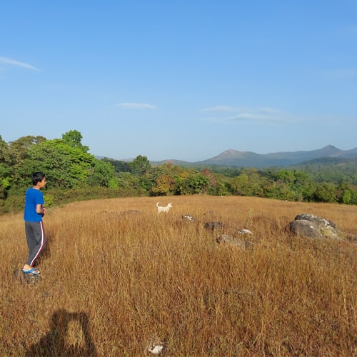 Grassland scenery near Sakleshpur